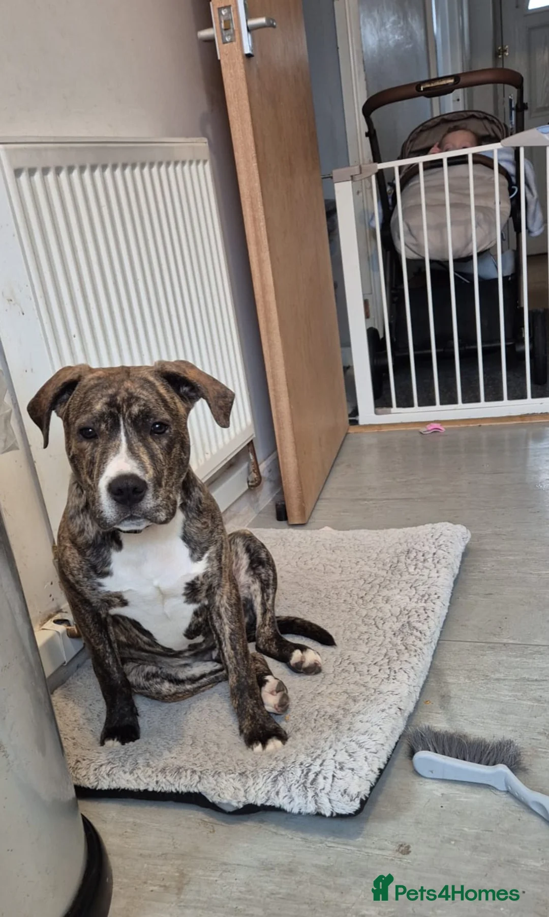 Staffordshire Bull Terrier dogs for sale: Male staffordshire bull terrier pup in Hull - Advert 2