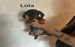 Miniature Dachshund dogs for sale: Beautiful miniature dachshunds  - Image 12