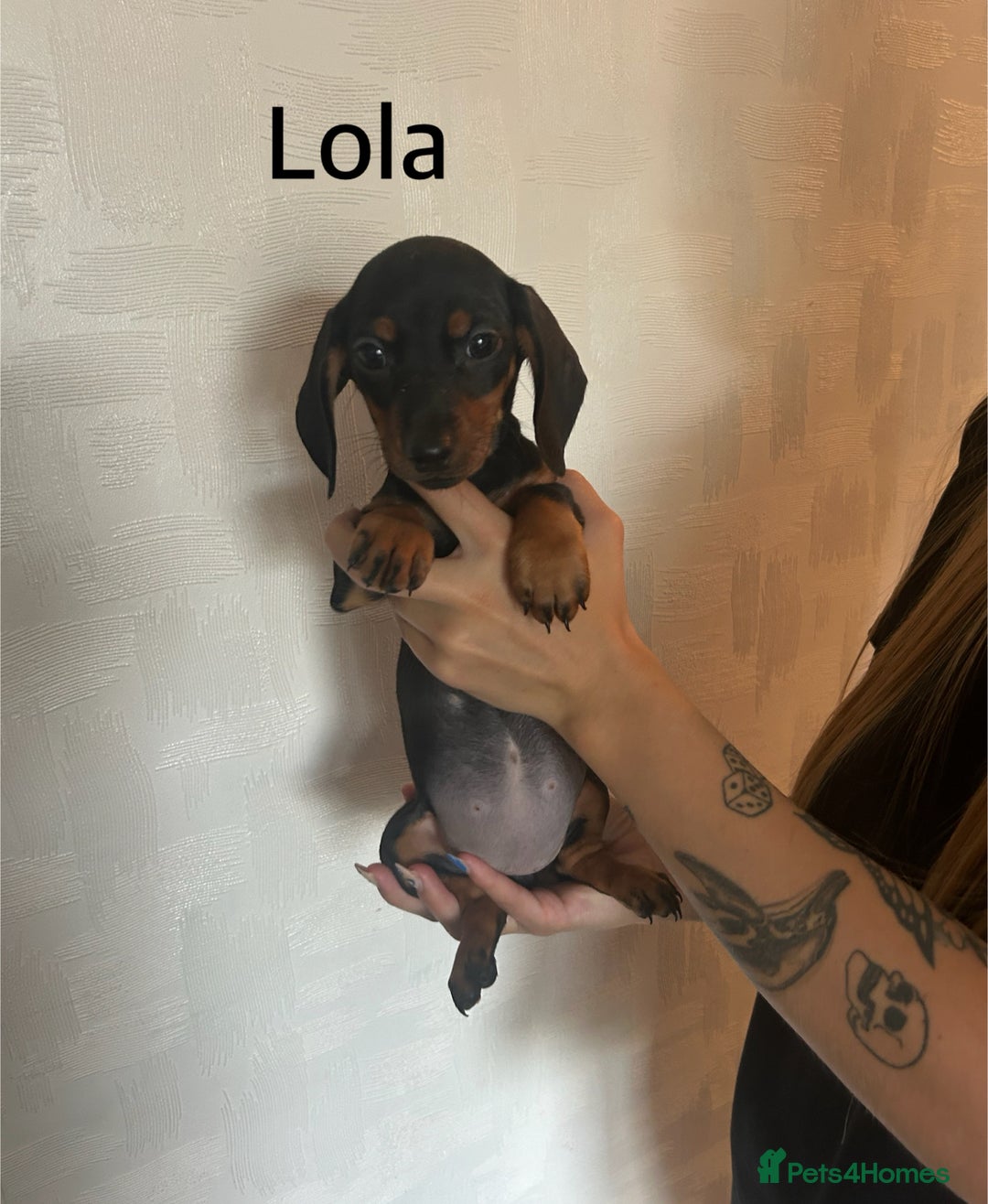 Miniature Dachshund dogs for sale: Beautiful miniature dachshunds  - Image 12