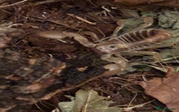 Scorpions invertebrates for sale: Scorpion & assassin bugs for sale  - Image 2