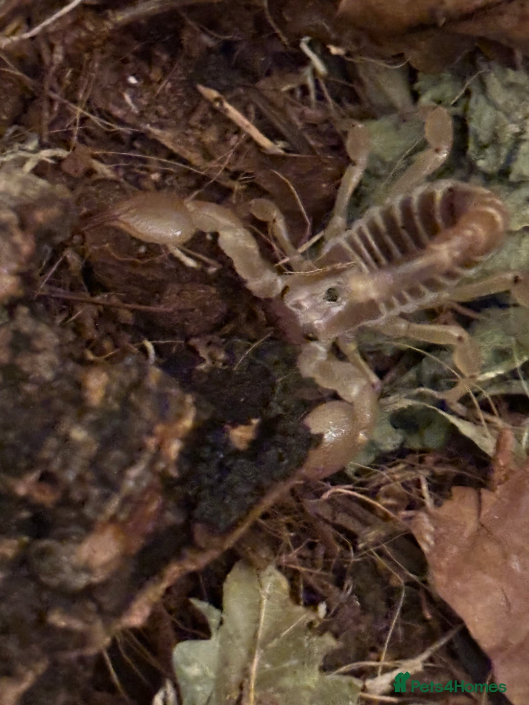 Scorpions invertebrates for sale: Scorpion & assassin bugs for sale  - Image 2