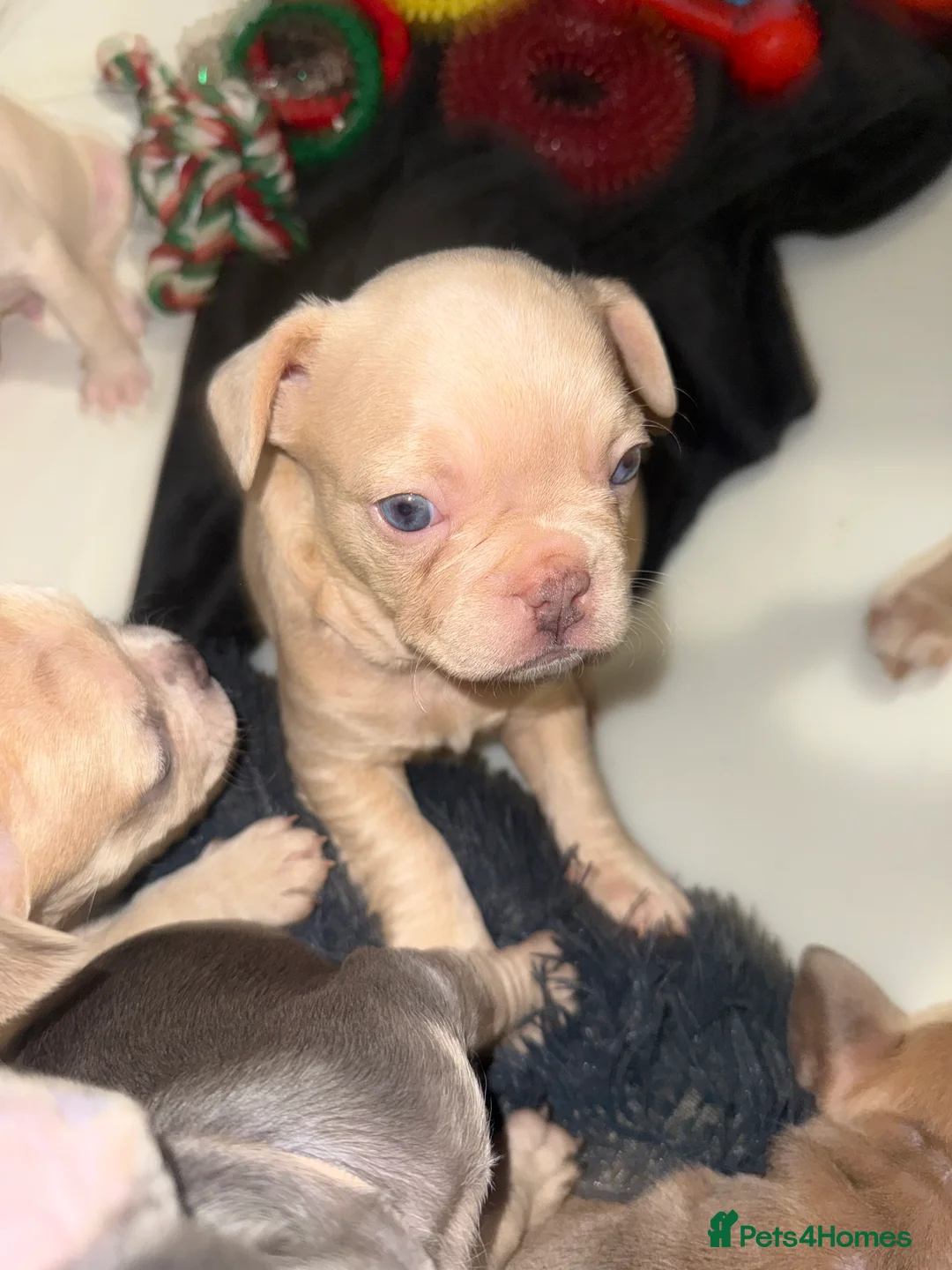 French Bulldog dogs for sale: Vaccine and Micro Chipped French Bulldog Puppies - Advert 12