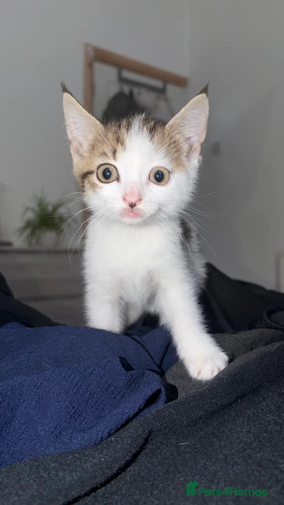 Mixed Breed cats for sale: Two Female Kittens  - Advert 6