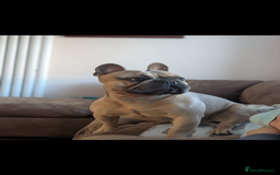 French Bulldog dogs for stud: 5-Generation Pedigree French Bulldog Stud in Iver - Image 3
