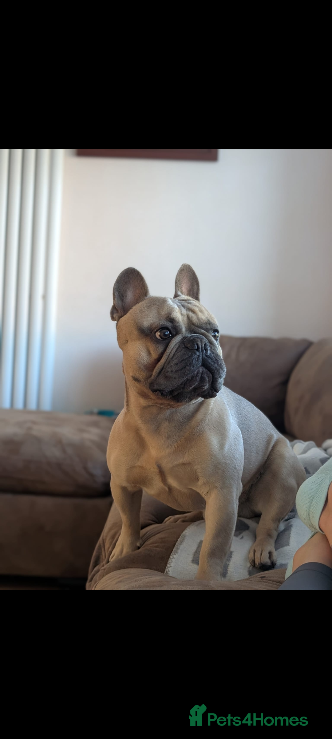 French Bulldog dogs for stud: 5-Generation Pedigree French Bulldog Stud in Iver - Image 3