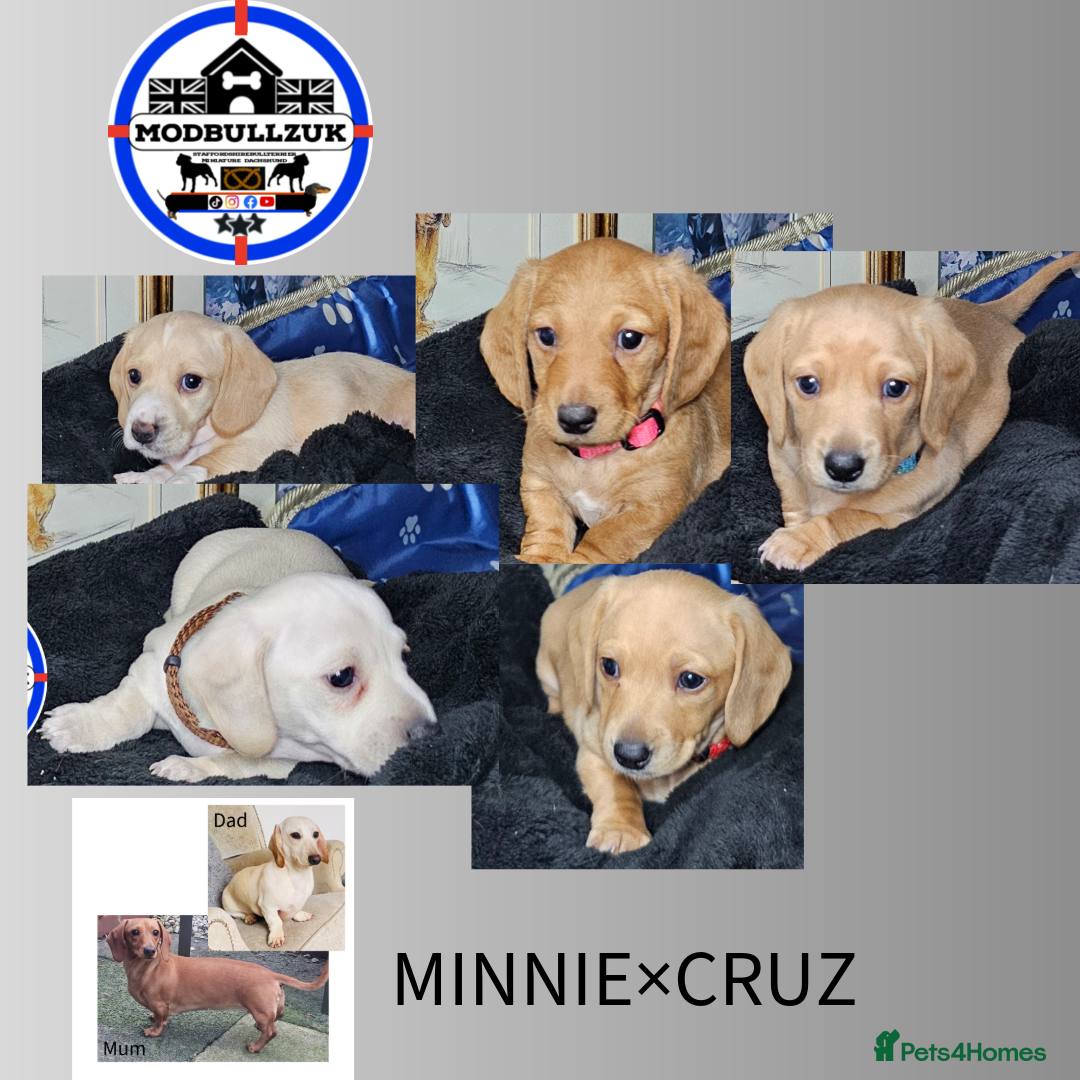 Miniature Dachshund dogs CREAM INTENSITY •KCREG •PRA CLEAR - Advert 4