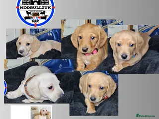 Miniature Dachshund dogs CREAM INTENSITY •KCREG •PRA CLEAR - Advert 3