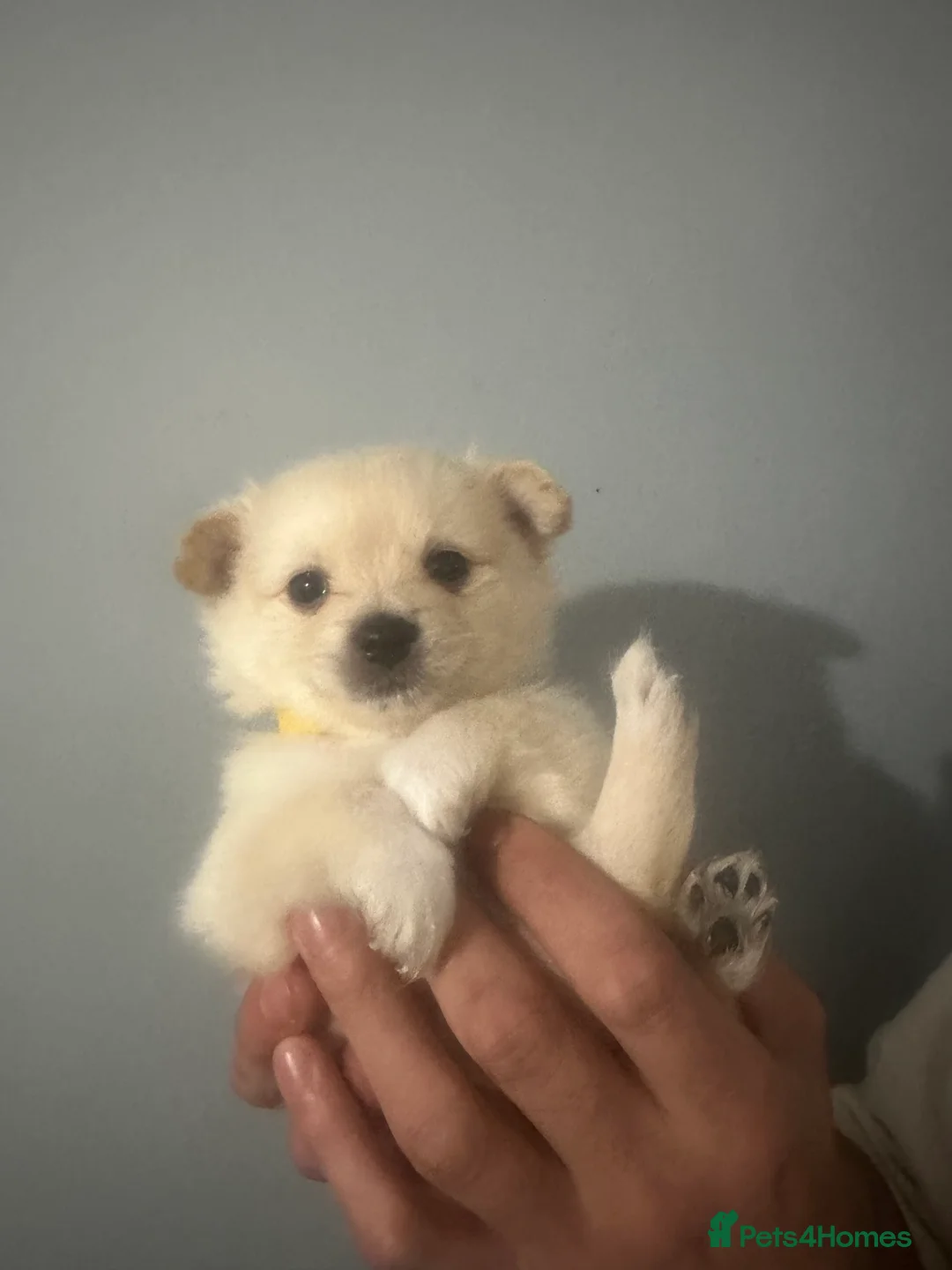 Pomeranian dogs for sale: Beautiful Russian blood line puppies - Advert 15