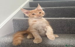 Maine Coon cats for sale: Red silver boy available. - Image 4