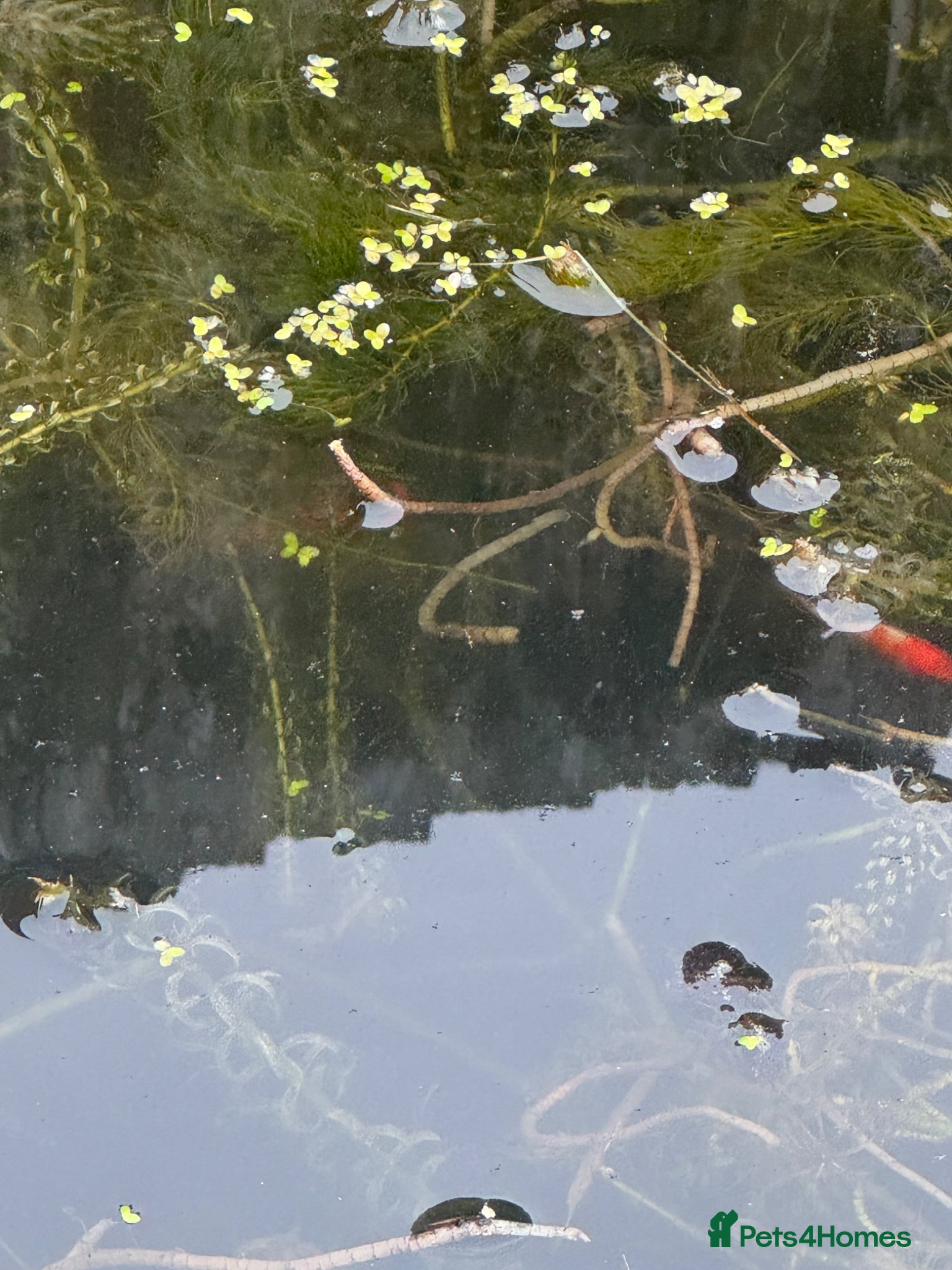 Goldfish fish Shy Goldfish-Free - Advert 1