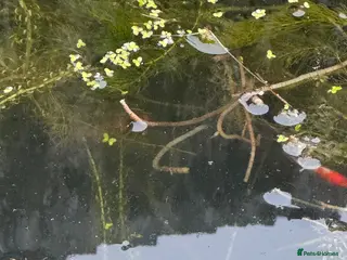 Goldfish fish Shy Goldfish-Free - Advert 1