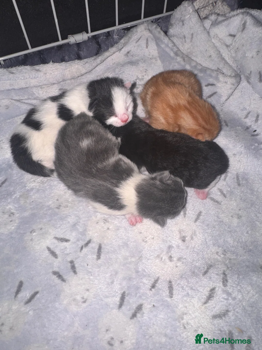 British Shorthair cats for sale: *** Stunning Kittens**** - Advert 9
