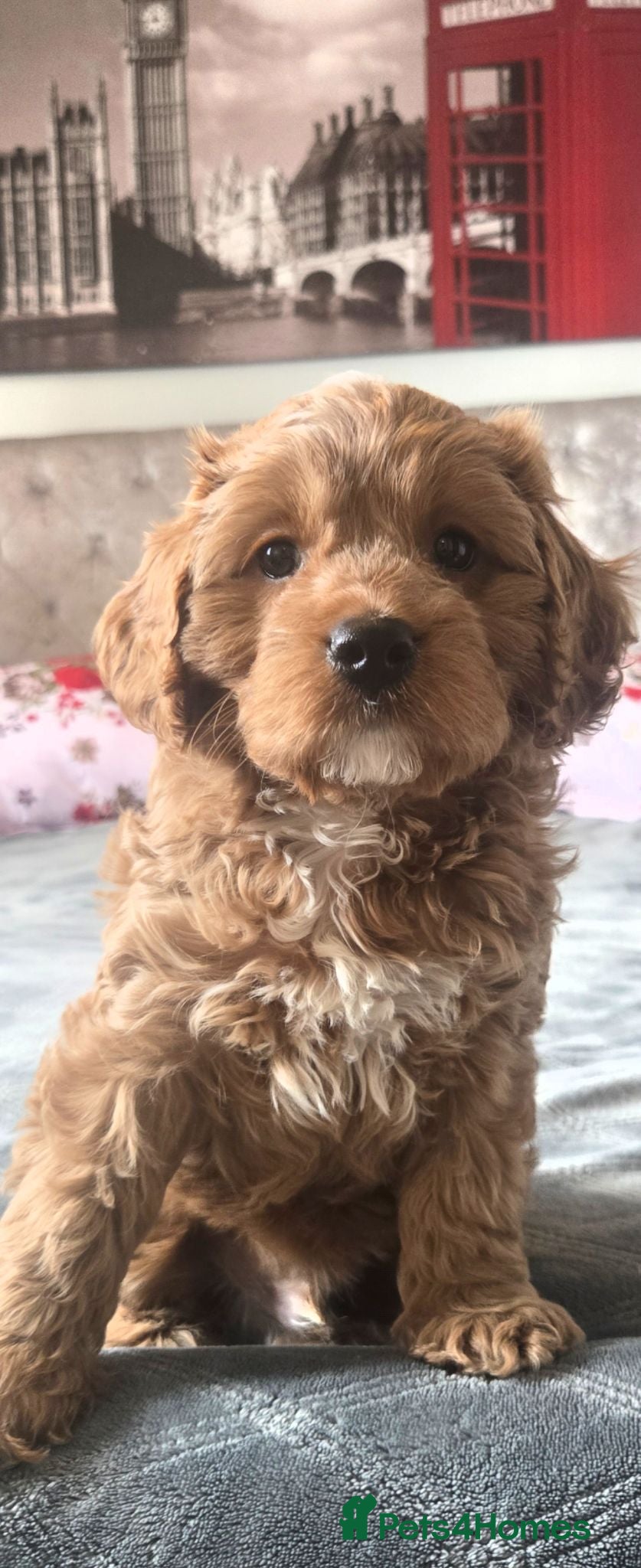 Cavapoo dogs F1 Cavapoo puppies  - Advert 1