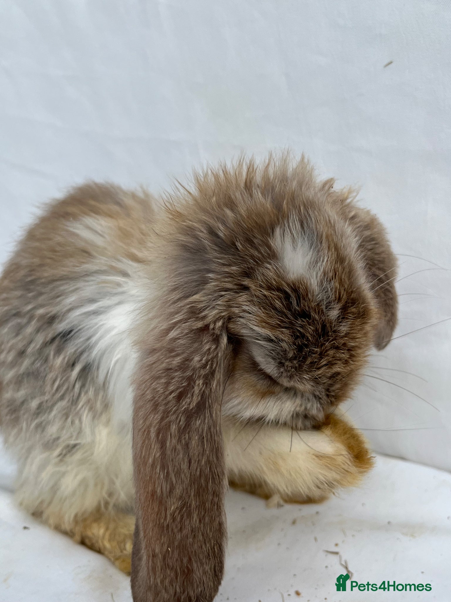 French Lop rabbits for sale: 🐰 Full breed French Lops Ready to Leave 🐰 - Advert 19