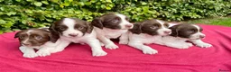 English Springer Spaniel dogs for sale: With an OFF SWITCH springers - Advert 32