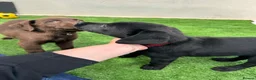 Labrador Retriever dogs for sale: Beautiful lab puppy’s ready to go - Advert 8