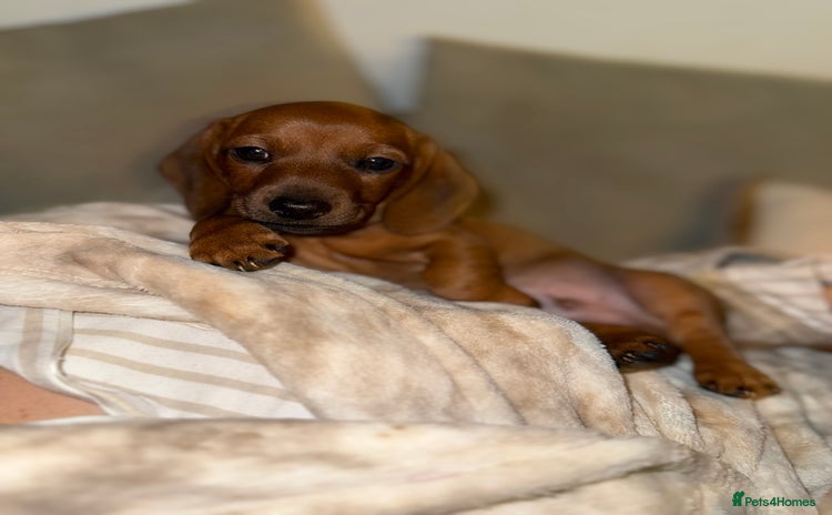 Miniature Dachshund dogs - Advert 3