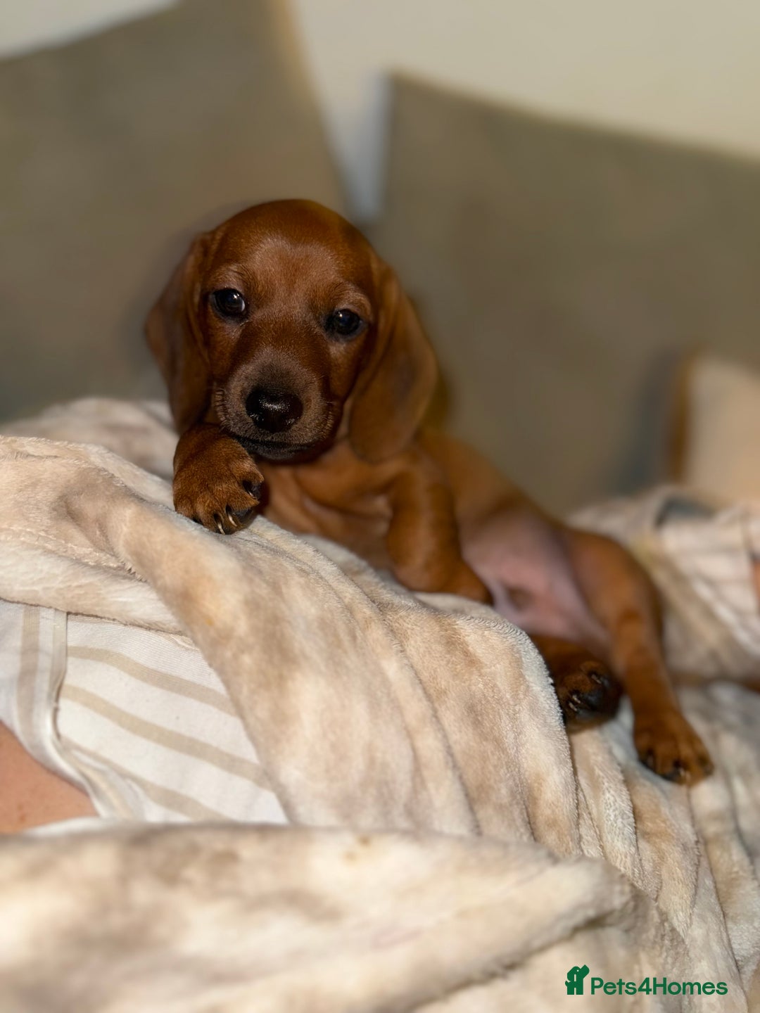 Miniature Dachshund dogs for sale: Miniature dachshund pups  - Image 1