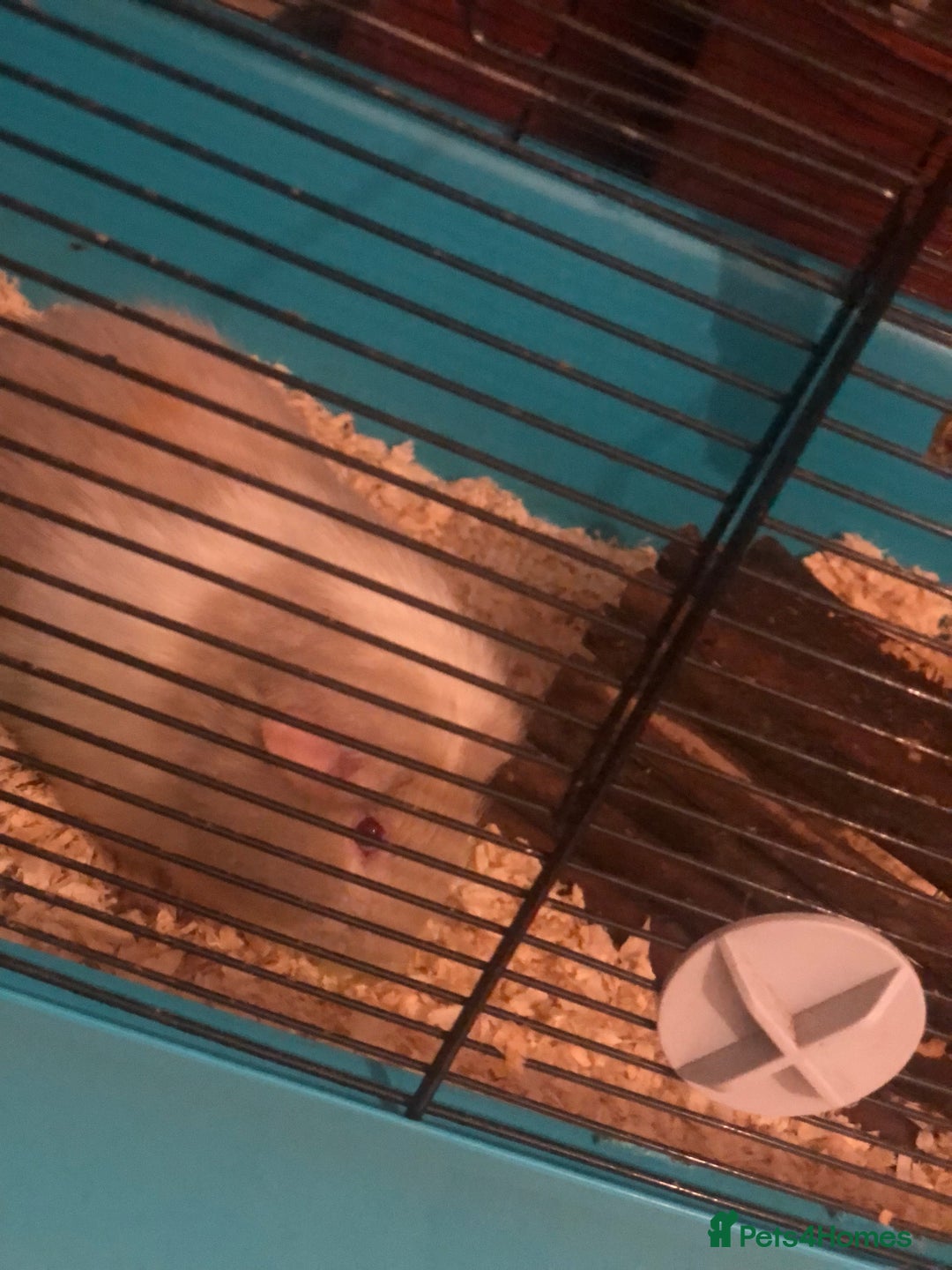 Guinea Pig rodents for sale: Guinea pig  - Advert 4