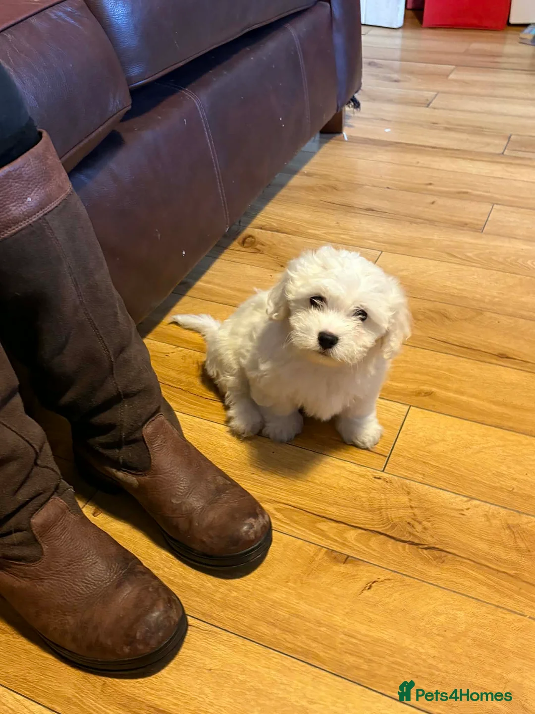 Mixed Breed dogs for sale: LAST PUPPY STUNNING RARE COTONESE  - Advert 7