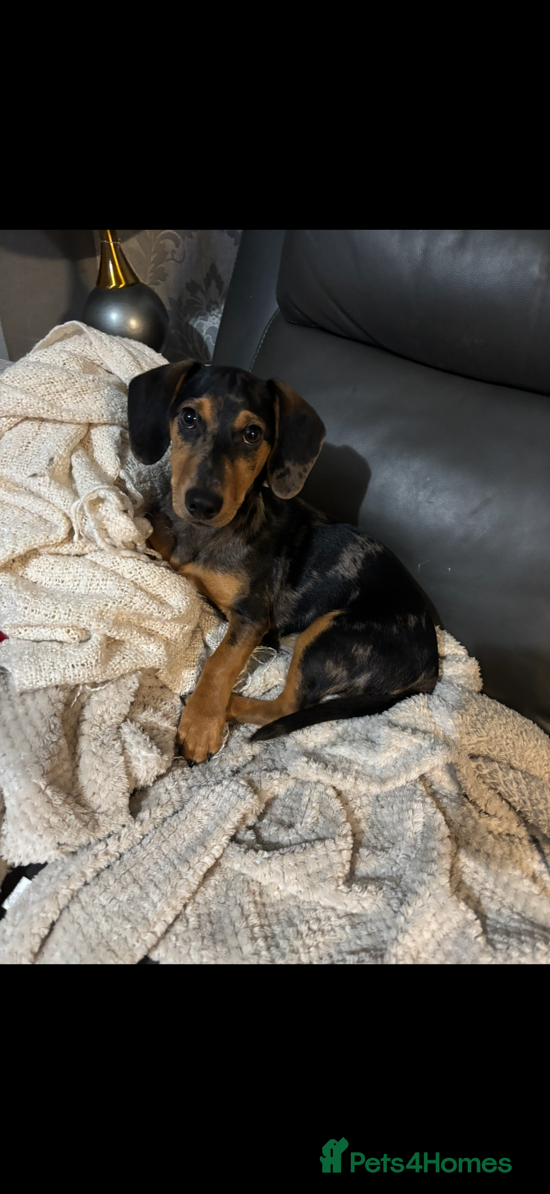 Mixed Breed dogs for sale: Handsome boy  - Advert 5