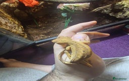 Gecko reptiles for sale: CRESTED GECKO BABIES  - Image 2