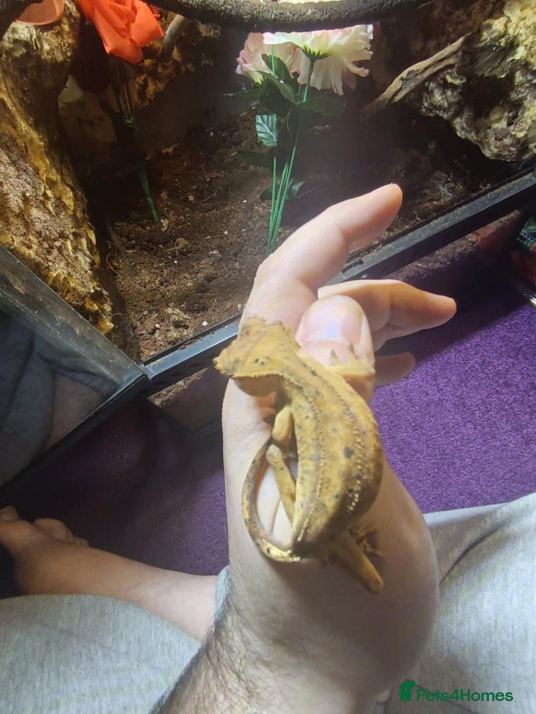 Gecko reptiles for sale: CRESTED GECKO BABIES  - Image 2