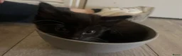 British Longhair cats for sale: Only 4 females  - Advert 10