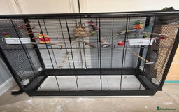 Cockatiels birds for sale: Cockatiel bird and cage  - Image 3