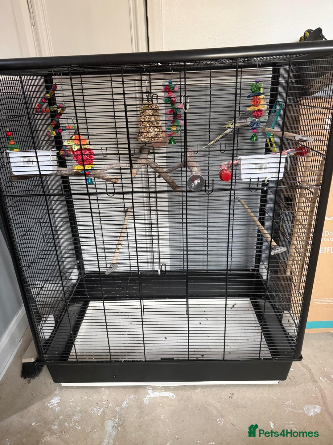 Cockatiels birds for sale: Cockatiel bird and cage  - Image 3