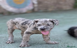 Mixed Breed dogs for sale: American bully / cane Corso puppy for sale - Image 5