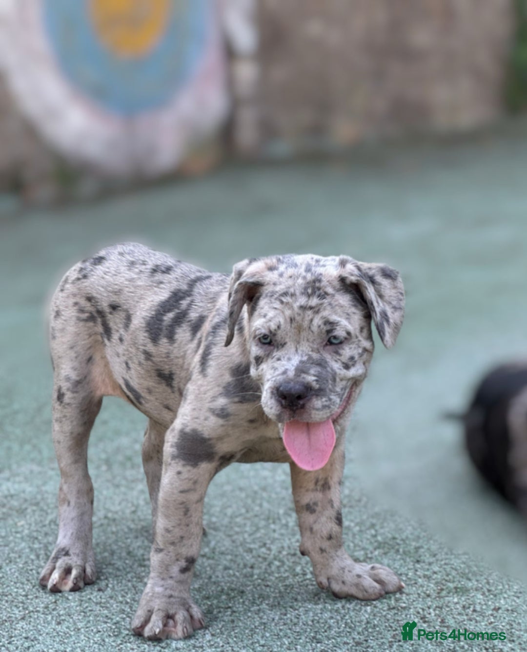 Mixed Breed dogs for sale: American bully / cane Corso puppy for sale - Image 5
