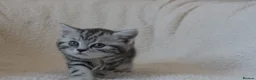 British Shorthair cats for sale: 3 gccf registered British Shorthair silver tabbys  - Advert 9