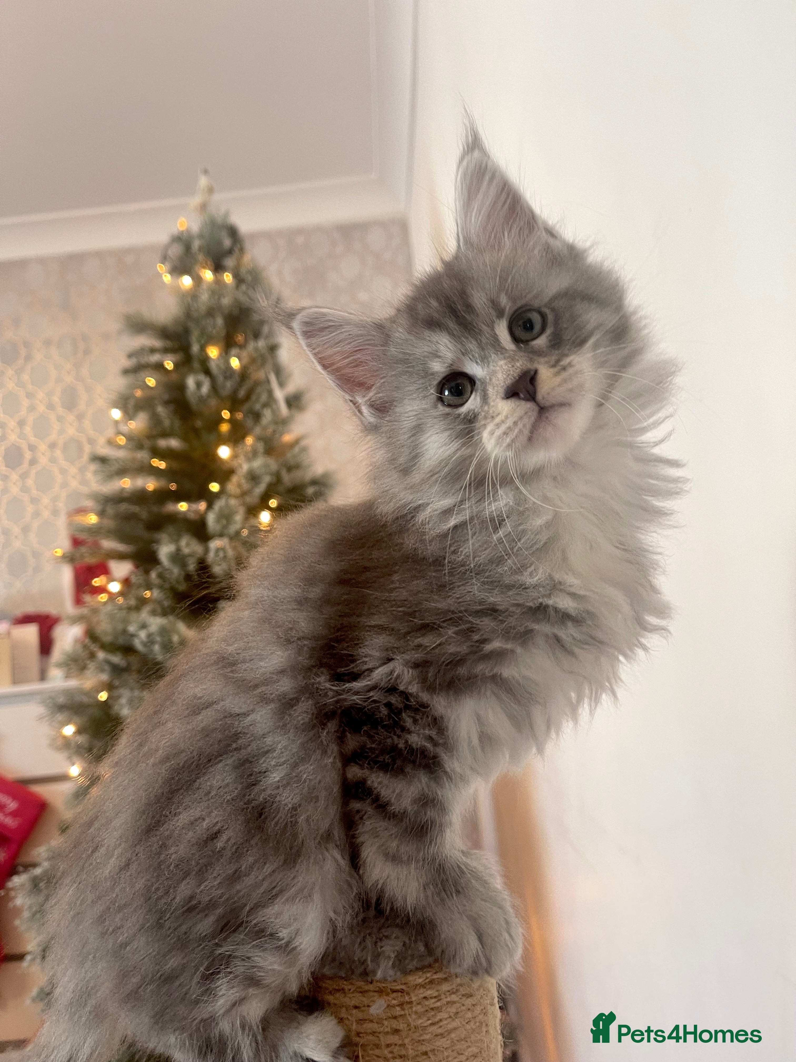 Maine Coon cats 💛LAST Sweet MaineCoons looking for forever home💛 - Advert 12