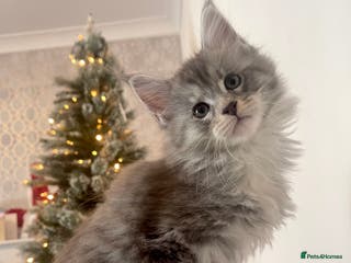 Maine Coon cats 💛LAST Sweet MaineCoons looking for forever home💛 - Advert 8