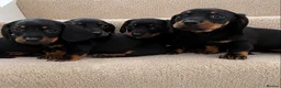 Miniature Dachshund dogs for sale: Miniature dachshund puppies  - Advert 2