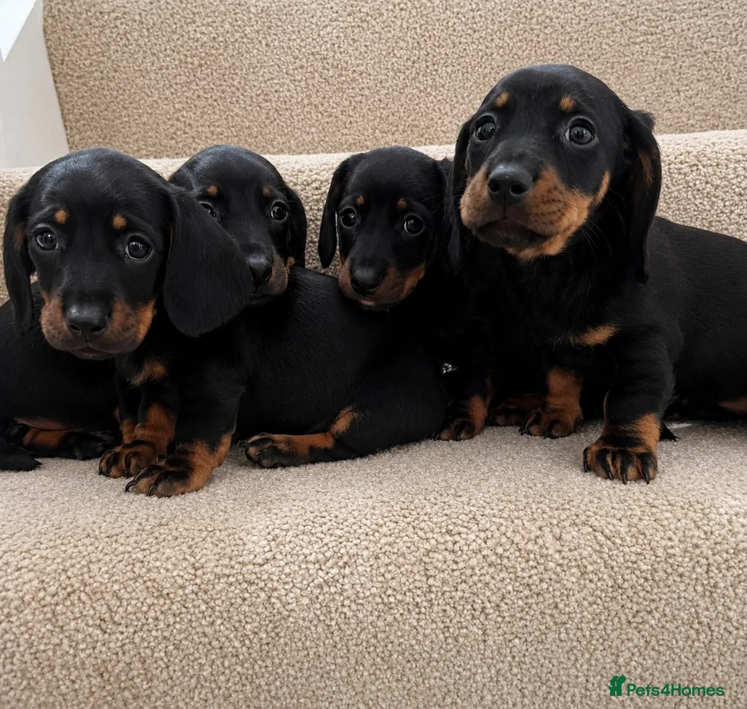 Miniature Dachshund dogs for sale: Miniature dachshund puppies  - Advert 2