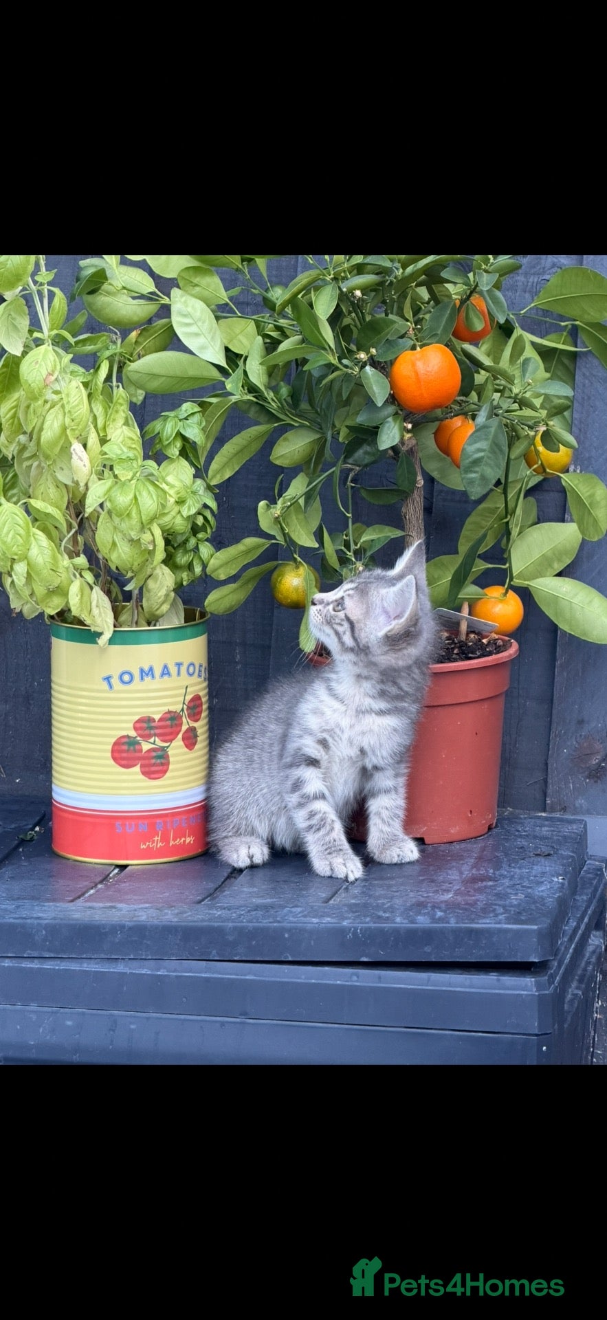 British Shorthair cats READY NOW - Advert 1
