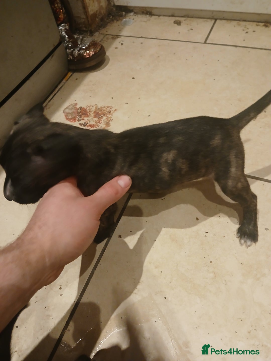 Staffordshire Bull Terrier dogs for sale: Staffordshire bull terrier 2x litters - Image 17