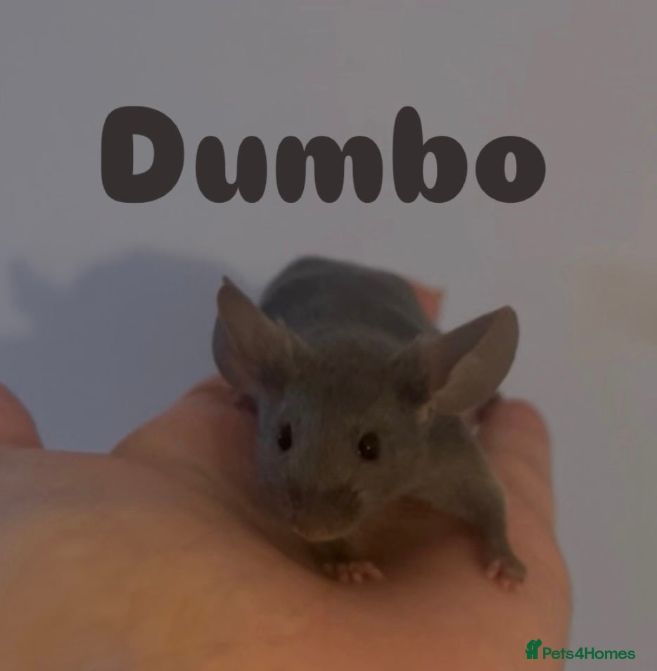 Mouse rodents Friendly female fancy mice.  - Advert 2