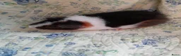 Guinea Pig rodents for sale: Pretty baby Teddy boys  - Advert 1