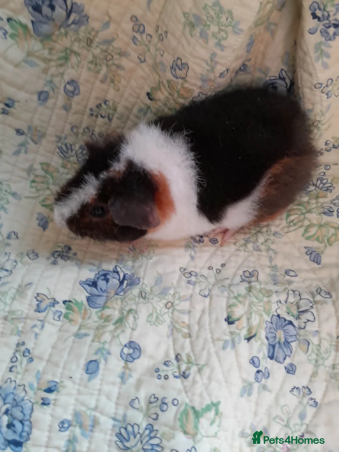Guinea Pig rodents for sale: Pretty baby Teddy boys  - Advert 1