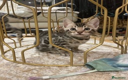 Bengal cats for sale: Pure bengal kittens - Image 15