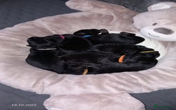 German Shepherd dogs for sale: Excellent Long-Haired German Shepherd Puppies. KC. - Image 6