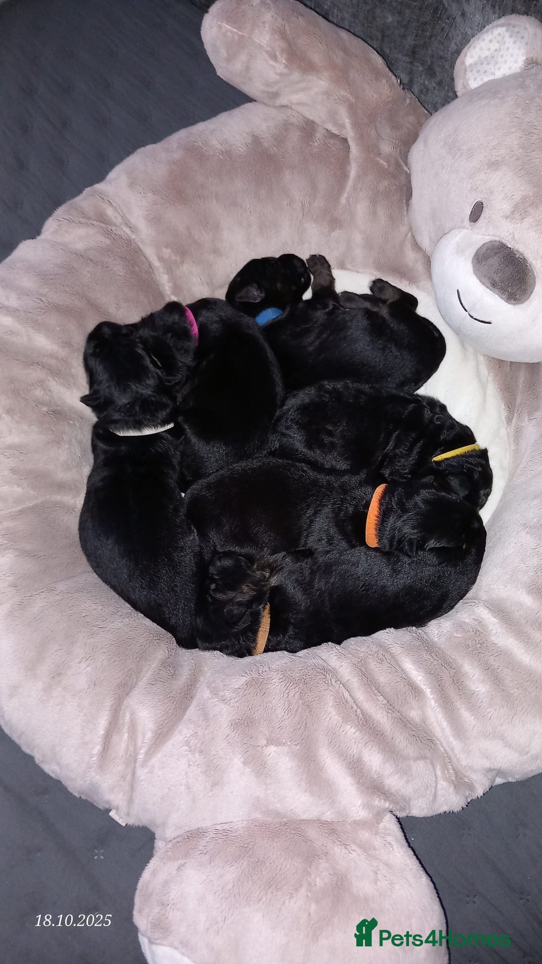 German Shepherd dogs for sale: Excellent Long-Haired German Shepherd Puppies. KC. - Image 6