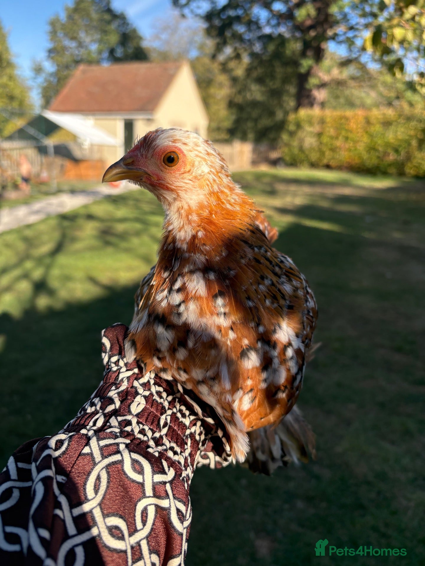 Chickens poultry Various pullets for sale  - Advert 10