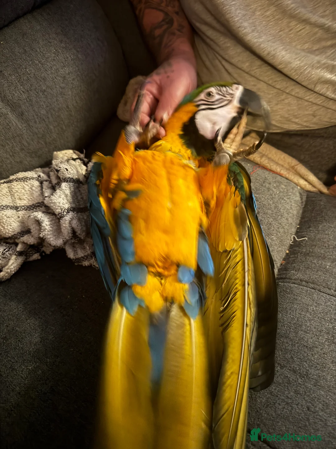 Macaws birds for sale: Macaw - Advert 2