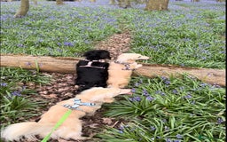 Miniature Dachshund dogs for sale: Beautiful one in a million miniature dachshund  - Image 2