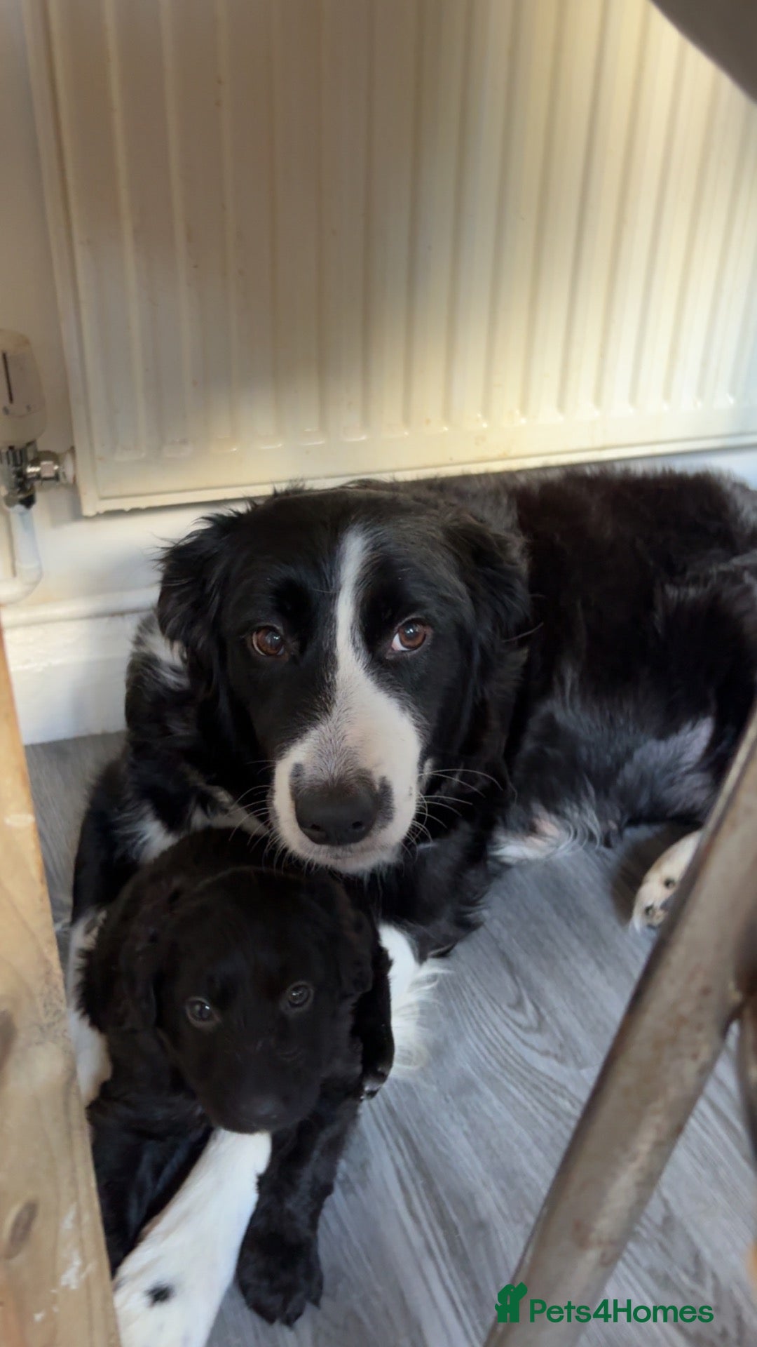 Mixed Breed dogs Collie mix  - Advert 8