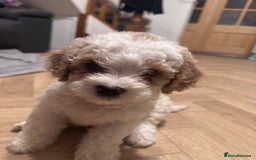 Mixed Breed dogs for sale: Cavapoo X Shihpoo puppies for sale - Image 7